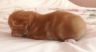 Gismo-091016-4.jpg