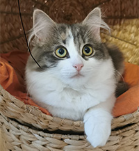 Frieda vom Ohlenberg